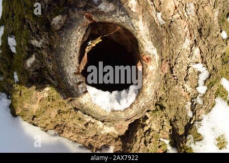 Hohl im Stamm einer alten Birke. Nahaufnahme Stockfoto