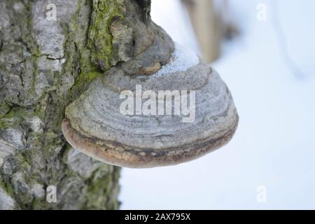 Tinnerpilz an einem Birkenstamm. Nahaufnahme Stockfoto