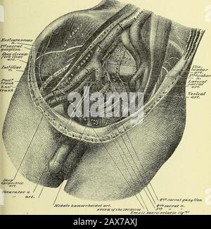 Praktische menschliche Anatomie [elektronische Ressource]: Ein Arbeitsleitfaden für Studenten der Medizin und ein Referenzmaterial für Chirurgen und Ärzte. ILIUM, das vordere Sakroiliasband; von der Ischienenrückseite über Kreuzbein und Kokzyx, das sacro-sciatische Ligament der Mall; vom Kreuzbein bis zum Ischium, dem großen sacro-sciatischen Ligament; Von der Anterioroberfläche des untersten Segments des Kreuzbeins bis zum anterioren Steißbein, dem vorderen Sakrokokzygealband; an der Sym-Physis pubis zum posterioren, übergeordneten und unterlegenen Schamlippen. Dissektion.-Wenn der Dissektor die lowe hat Stockfoto