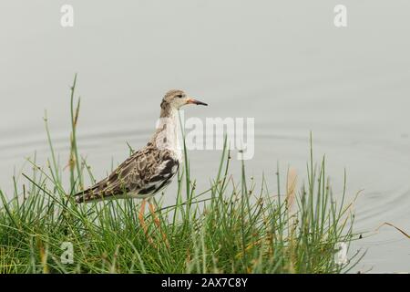 Ruff am Ufer des Nakuru-Sees in Kenia, Afrika Stockfoto