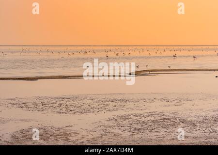 Flamingos bei Sonnenuntergang in den Salzteichen in der Nähe der Walvis Bay in Namibia. Stockfoto