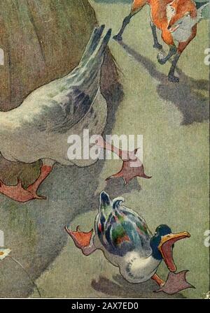 Die Boyd Smith Mother Goose . Die graue Gans rannte sie um den Heuhaufen, Oh, oh! Sagte der Fuchs, Sie sind sehr dick. Mutter GOOSES Melodie. 57 Stockfoto