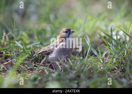 Gesprenkelt mit Spatz, der in Masai Mara, Kenia, Afrika in Gras füttert Stockfoto