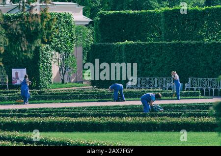 Tsarskoye Selo, Sankt Petersburg, Russland-20. Mai 2016: Team von Gärtnerinnen fegt und reinigt Rasen an einem Frühlingmorgen Stockfoto