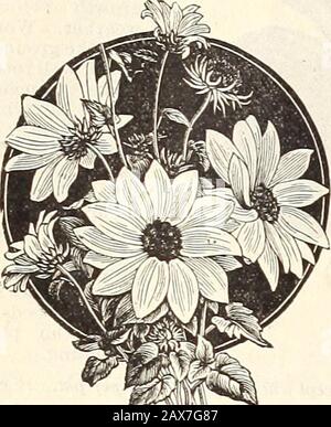 WmElliott & Sons Seedsmen: 1899. Pink prönen, sehr schön.Prinzessin Victoria. Standards; rosafarben; Flügel Kirschrose- mit Linien von Pink.Princess of Wales. Weiß gestreift, blauer Indigo und Kastanie; große Blume.Königin der Inseln. Scharlachrot mit violett und weiß. Königin von England. Reinweiß, groß und fein.Scarlet Unbesiegbar. Senator. Schokolade und cremiges Weiß, gegrillt und gestreift.Pracht. Standards; rosiger Crimson; Flügel hellere Farbtöne, getönt magenta.violette Königin. Standards; Rosa; Flügel lilac.Elliotts Regenbogenmischung. Mit den besten großen Blumensorten; oz., 15 cts. ; X lb. Stockfoto