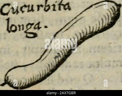 De rerum varietate, libri XVII. CueurhitarHgenerrt. CuCtirbiM. Stockfoto