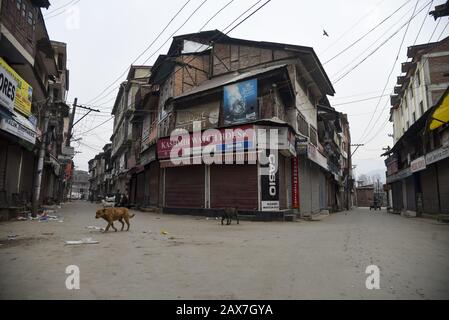 Hunde sind vor geschlossenen Geschäften in Srinagar zu sehen.In einigen Teilen von Srinagar wurden Einschränkungen für die Bewegung von Fahrzeugen auferlegt, da Jammu Kashmir Liberation Front (JKLF), eine separatistische Gruppe im Tal, einen Streik zum Gedenken an den Todestag des JKLF-Gründers Maqbool Bhat forderte. Maqbool wurde am 11. Februar 1984 von der indischen Regierung im Tihar-Gefängnis von Neu-Delhi gehängt. Die Forderung der JKLF nach einem Streik und sie ist die erste von jeder Separatistengruppe seit dem 5. August 2019, als die von der BJP geführte Zentralregierung Artikel 370 der Verfassung zurücknahm. In Kaschmir wurden inzwischen auch Internetdienste geknappt Stockfoto