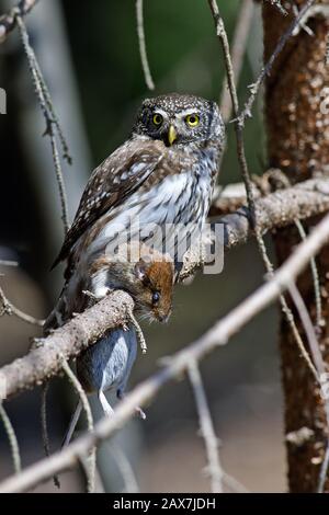 Die eurasische Pygmäeneule (Glaucidium passerinum) mit gekäppter Beute - der Bankvole (Myodes glareolus; früher Clethrionomys glareolus) Stockfoto