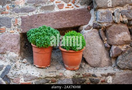 Griechische Bush Basil Pflanzen. Zwei Blumentöpfe aus Terrakotta mit frischen grünen Basilikumkräutern mit kleinen Blättern auf der griechischen Insel Molyvos. Stockfoto