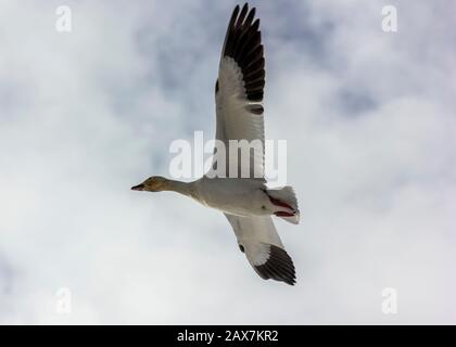 Wanderschneegänse, die über verschneite Felder fliegen, in Delta, British Columbia, Kanada. Schöne weiße Vögel mit schwarzen Flügeln. Rote Rechnung und Beine. Etwas yel Stockfoto