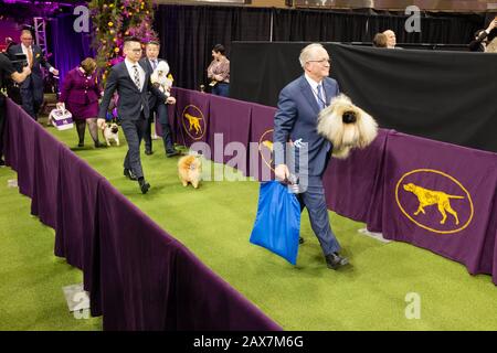 New York, NY, USA. Februar 2020. Die Spielzeuggruppe betritt den Showring bei der 144. Westminster Kennel Club Dog Show im New Yorker Madison Square Garden. Credit: Ed Lefkowicz/Alamy Live News Stockfoto