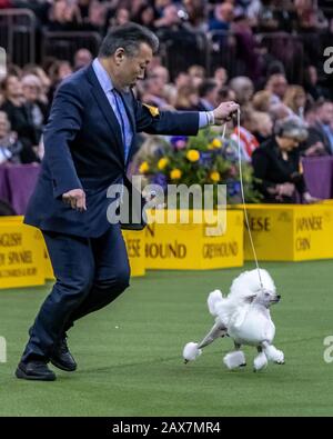 New York, USA. Februar 2020. Cami The Toy Poodle tritt in der Kategorie Toy Group bei der 144. Westminster Kennel Club Dog Show im Madison Square Garden der Stadt New York an. Cami, ein 4-jähriger Veteranen-Konkurrent, dessen formeller Wettkampfname Smash Jp Kopenhagen ist, belegte den 3. Platz. Kredit: Enrique Shore/Alamy Live News Stockfoto