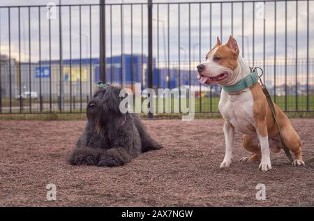 Zordan Black und Fighting Terrier gehen zusammen Stockfoto