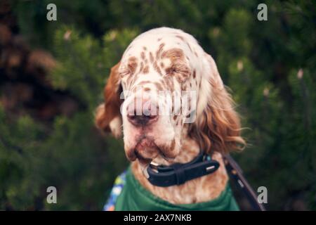 Brauner Hund mit Flecken an der Schnauze, die an lockigen Ohren hängen Stockfoto