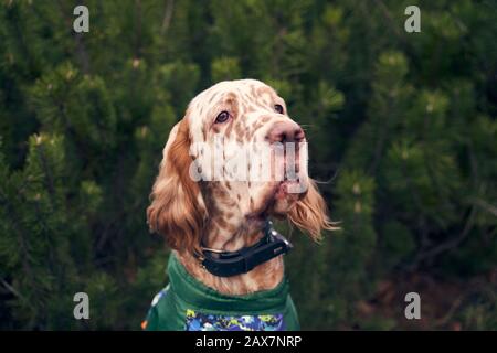 Brauner Hund mit Flecken an der Schnauze, die an lockigen Ohren hängen Stockfoto