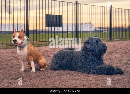 Zordan Black und Fighting Terrier gehen zusammen Stockfoto