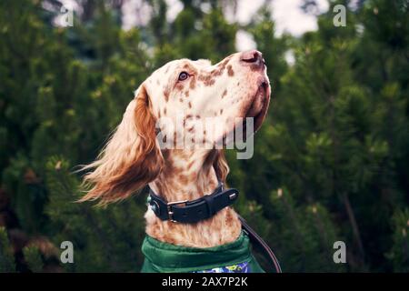 Brauner Hund mit Flecken an der Schnauze, die an lockigen Ohren hängen Stockfoto