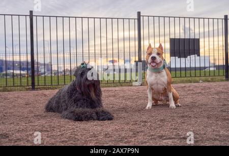 Zordan Black und Fighting Terrier gehen zusammen Stockfoto