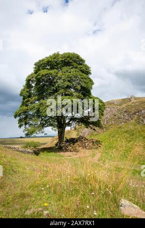 Sycamore Gap Tree oder Robin Hood Tree, Hadrians Wall, die nördliche Grenze des römischen Imperiums, in der Nähe Von Once Brewed, Northumberland, England Stockfoto