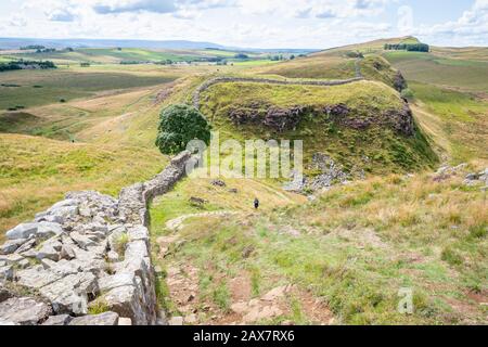 Sycamore Gap Tree oder Robin Hood Tree, Hadrians Wall, die nördliche Grenze des römischen Imperiums, in der Nähe Von Once Brewed, Northumberland, England Stockfoto