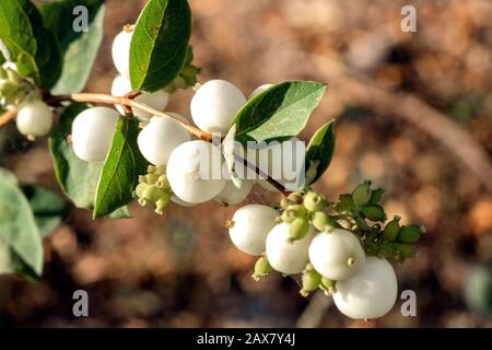 Ast mit weißen Beeren auf dem Hintergrund von Erde und Gras Stockfoto