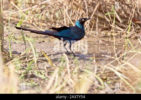 Langschwelliger Starling aus Hochglanz (Lamprotornis caudatus), am Pool, Gambia. Stockfoto