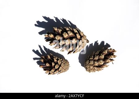 Drei Kiefernzapfen auf weißem Grund, isoliert, Baumsamen Stockfoto