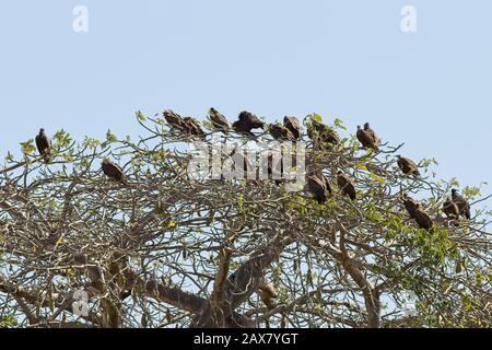 Hooded Vultures (Necrosyrtes monachus) große Gruppe in einem Baumwipfel, Tendaba, Gambia. Stockfoto