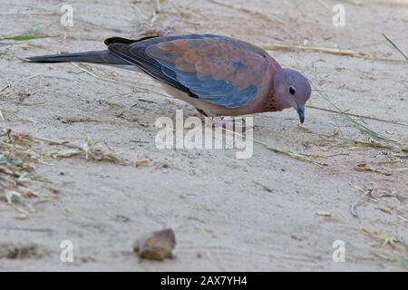 Laughing Dove (Streptopelia senegalensis) auf dem Boden, Tendaba, Gambia. Stockfoto