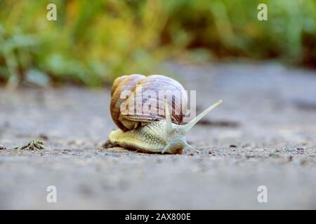 Im Wald kriecht eine große braune Schnecke entlang des Sandes Stockfoto