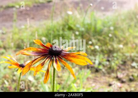 Orangefarbene Blume mit großen Kronblättern auf dem Hintergrund des Sommergrases Stockfoto