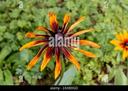 Orangefarbene Blume mit großen Kronblättern auf dem Hintergrund des Sommergrases Stockfoto