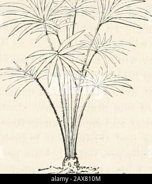 Die amerikanische Zeitschrift für Gartenbau und Floristenkameraden . &gt;tilis und tomejitosa: Sie sind alle erstklassig und für kleine Häuser besonders geeignet und sind ohne Frage die belästigsten der Familie. Corypha atistralis ist eine schöne Fan-Palme, eine der besten für das Conser-Vatory. Chamcedorea elegans, C. ernesti augnsti, und C. Veischaffeltiana, müssen nicht vergessen werden; denn sie sind alle erstklassig. &gt;?. CORYPRA AUSTRALIS. La/ania Boiirbonica ist die harteste der Gattung und gleichzeitig eine der schönsten. Nichts kann die Schönheit seiner sich ausbreitenden fächerförmigen lea übertreffen Stockfoto