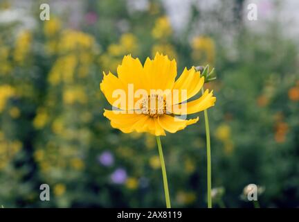 Gelber Schwefelkosmos auf einem verschwommenen Hintergrund gelber Blumen und Gras Stockfoto