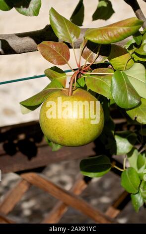 An einem Apfelsaum im Garten hängt ein reifer grüner Apfel Stockfoto