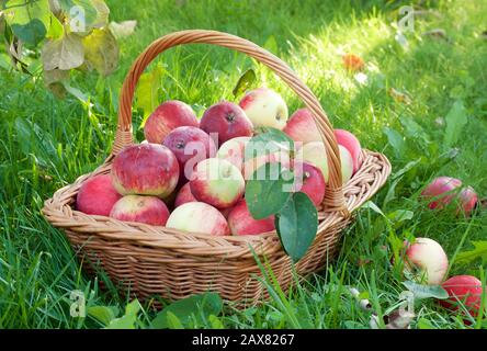 Вasket Äpfel auf dem Gras unter den umgestürzten Äpfeln unter den Apfelbäumen im Garten an einem sonnigen Sommertag. Нarvest. Stockfoto