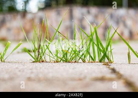 Auf dem Asphalt wächst Grüngras in der Nähe Stockfoto