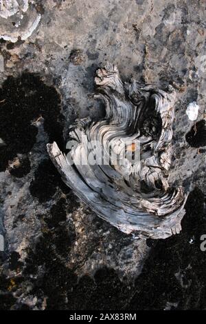 Baumwurzeln Stockfoto