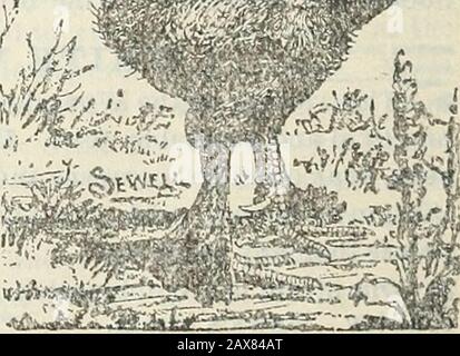 Stecklers Saatkatalog und Gartenhandbuch für die Südstaaten : 1902 . Schwarze Langshans. INTERNATIONALE GEFLÜGELNAHRUNG, JEWEILS 25 C. GARTENHANDBUCH FÜR DIE SÜDSTAATEN. 175 Stockfoto