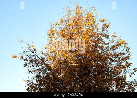 Baumwipfel mit herbstgelben Blättern gegen blauen Himmel Stockfoto