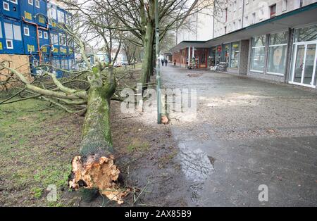 Potsdam, Deutschland. Februar 2020. Ein umgestürzter Baum liegt neben dem Fußweg auf der Straße Am Kanal. Kredit: Soeren Stache / dpa-Zentralbild / ZB / dpa / Alamy Live News Stockfoto