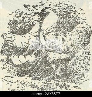 Stecklers Saatkatalog und Gartenhandbuch für die Südstaaten : 1902 . Helles Brahmas. WEISSE FANTAIL-TAUBEN, 3,00 USD PRO PAAR. 174 J. STECKXER SEED CO., I/TD., ALMANACH UND. Stockfoto