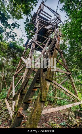 Aussichtsturm im Regenwald im St. Herman's Blue Hole National Park, Cayo District, Belize Stockfoto