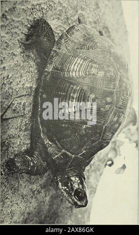 Zoologisches Bulletin der Abteilung Zoologie des Landwirtschaftsministeriums von Pennsylvania. Platte XI (A) Speckled Turtle, (b) Common Box Turtle. (Ab Am. Mus.Journ., Vol. V, Nr. 3.). Stockfoto