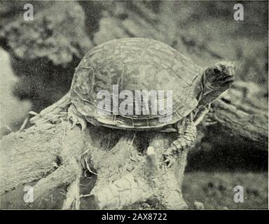 Zoologisches Bulletin der Abteilung Zoologie des Landwirtschaftsministeriums von Pennsylvania. Platte XI (A) Speckled Turtle, (b) Common Box Turtle. (Ab Am. Mus.Journ., Vol. V, Nr. 3.) Stockfoto