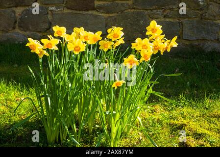Ein heller Blumenstrauß lebendiger Narzissen, die im März auf einem Grasschaber in einem englischen Dorf wachsen Stockfoto