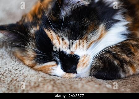 Schwarz-weiß-rote Katze schläft, Nahaufnahme Portrait Stockfoto