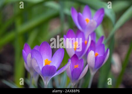 Crocus in einem Feld Stockfoto