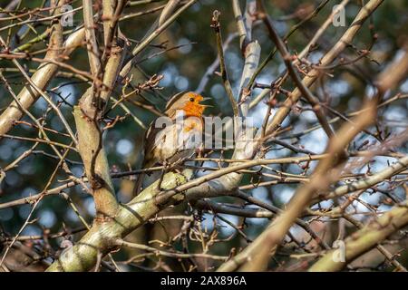 Ein süßer Räubervogel, der an einem Wintertag in einem Baum singt Stockfoto