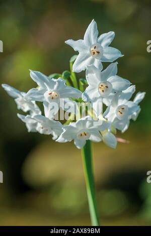 Hübsche weiße Blumen (paperweiße Narzissen) mit verschwommenem Hintergrund Stockfoto